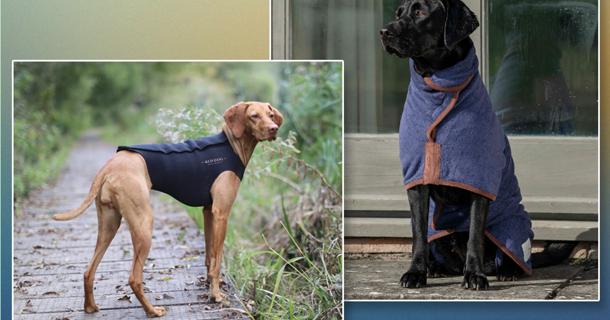 Helly hansen dog deals coat